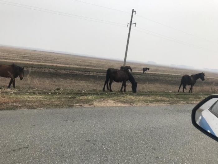 27 макетов животных установлено полицейскими на дорогах СКО