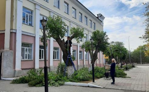 Очередная подрезка деревьев в Караганде возмутила жителей