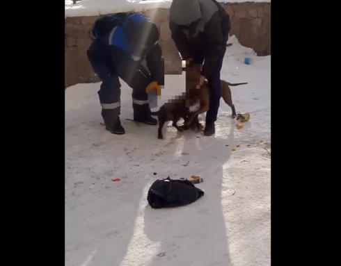 В Балхаше хозяин выгуливает бойцовскую собаку без поводка и намордника, та разорвала уже несколько дворняжек