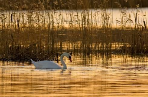 Стаю лебедей засняли на Федоровском водохранилище в Караганде