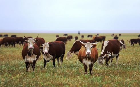 В Карагандинской области не хватает 750 тысяч га пастбищ