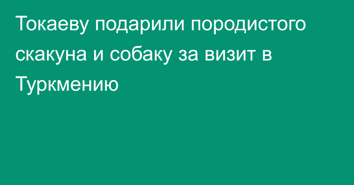 Токаеву подарили породистого скакуна и собаку за визит в Туркмению