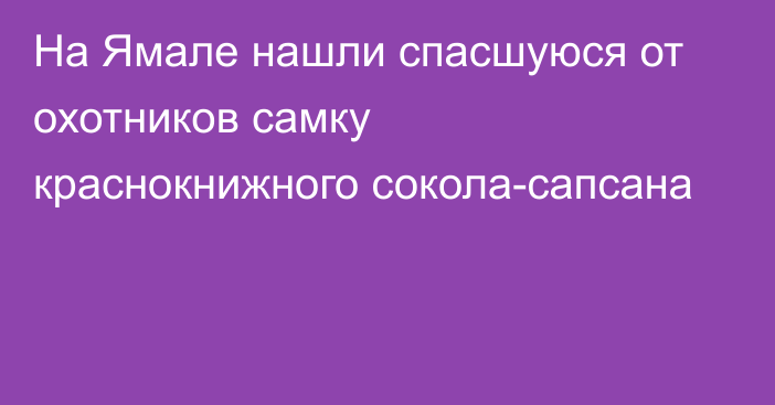 На Ямале нашли спасшуюся от охотников самку краснокнижного сокола-сапсана