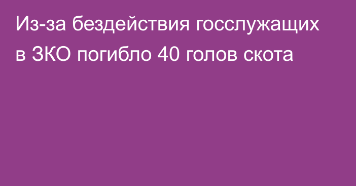 Из-за бездействия госслужащих в ЗКО погибло 40 голов скота