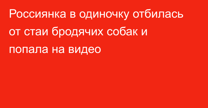 Россиянка в одиночку отбилась от стаи бродячих собак и попала на видео