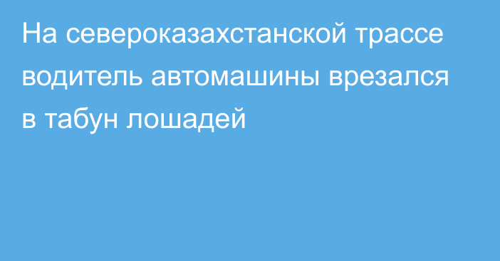 На североказахстанской трассе водитель автомашины врезался в табун лошадей