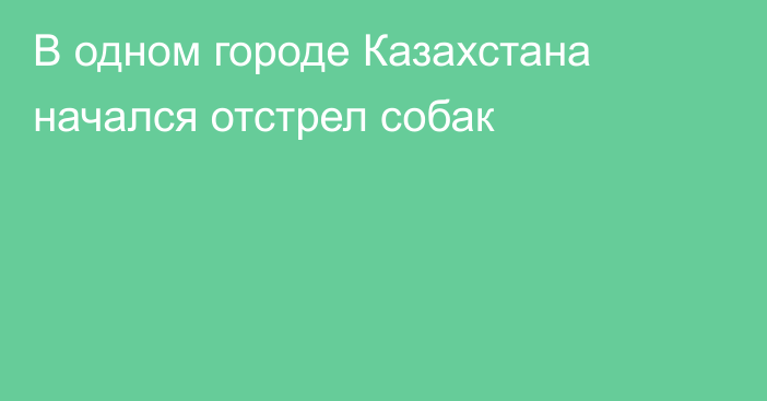 В одном городе Казахстана начался отстрел собак