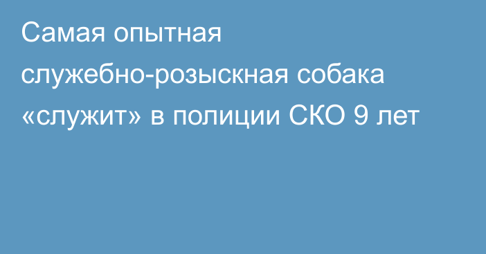 Самая опытная служебно-розыскная собака «служит» в полиции СКО 9 лет