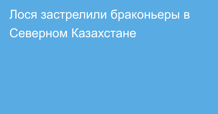 Лося застрелили браконьеры в Северном Казахстане