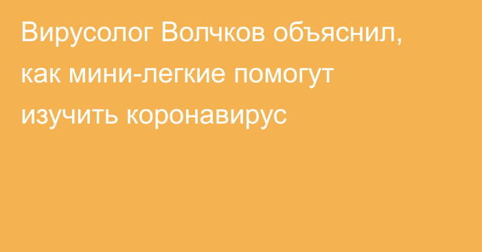 Вирусолог Волчков объяснил, как мини-легкие помогут изучить коронавирус