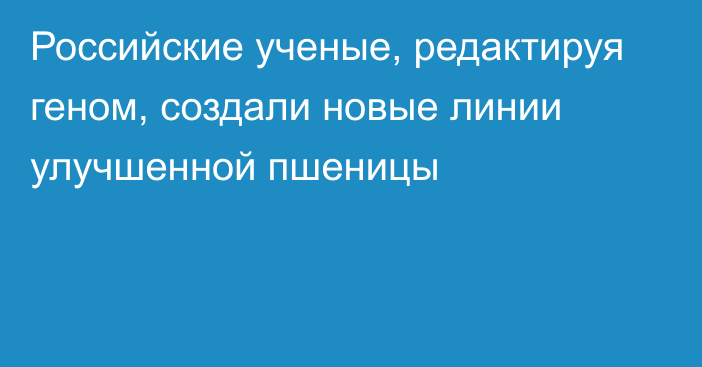 Российские ученые, редактируя геном, создали новые линии улучшенной пшеницы