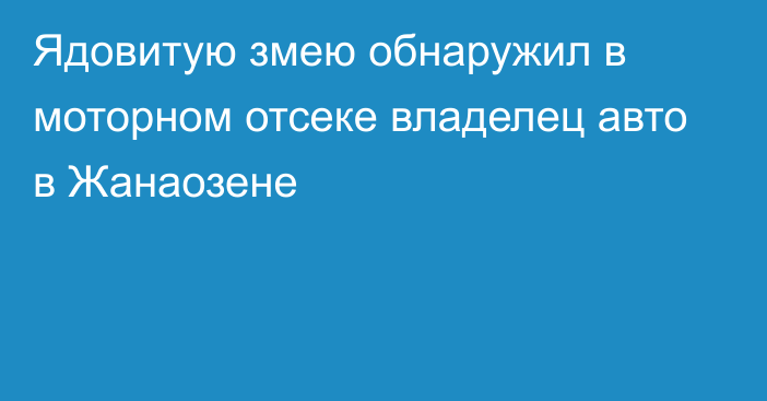 Ядовитую змею обнаружил в моторном отсеке владелец авто в Жанаозене