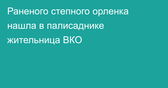 Раненого степного орленка нашла в палисаднике жительница ВКО