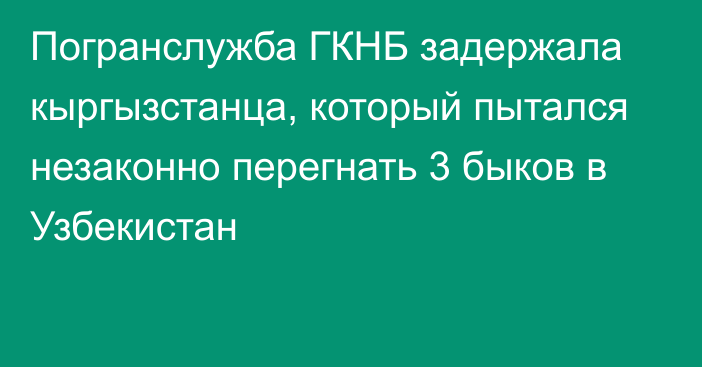 Погранслужба ГКНБ задержала кыргызстанца, который пытался незаконно перегнать 3 быков в Узбекистан 