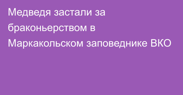 Медведя застали за браконьерством в Маркакольском заповеднике ВКО