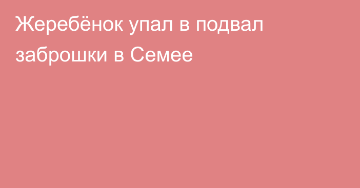 Жеребёнок упал в подвал заброшки в Семее