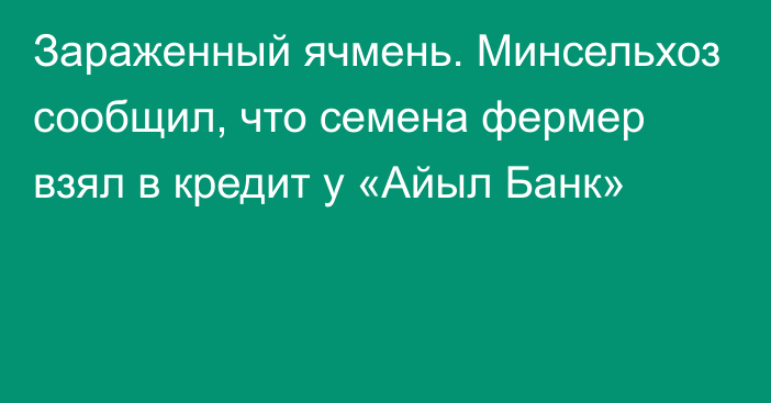 Зараженный ячмень. Минсельхоз сообщил, что семена фермер взял в кредит у «Айыл Банк»