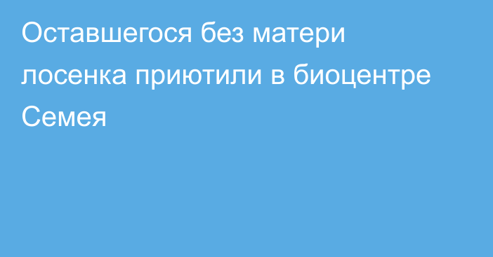 Оставшегося без матери лосенка приютили в биоцентре Семея