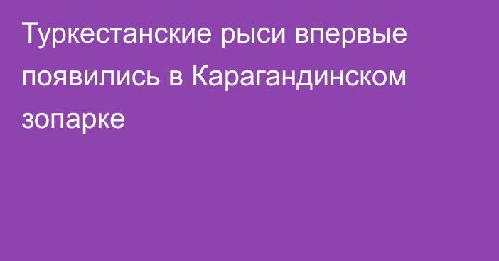 Туркестанские рыси впервые появились в Карагандинском зопарке