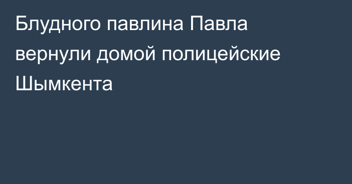 Блудного павлина Павла вернули домой полицейские Шымкента