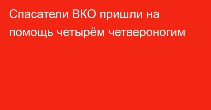 Спасатели ВКО пришли на помощь четырём четвероногим