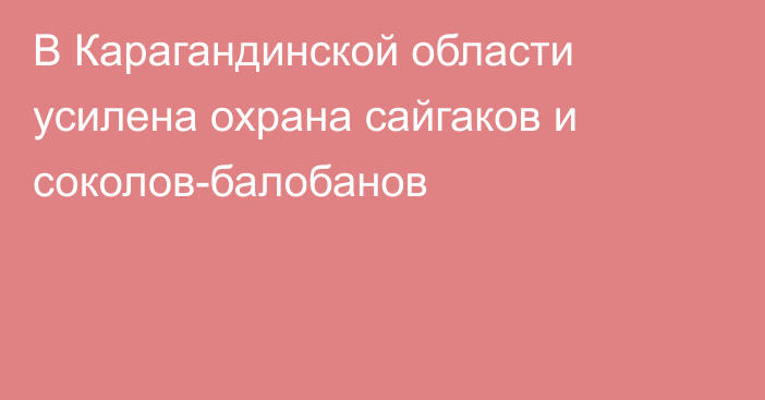 В Карагандинской области усилена охрана сайгаков и соколов-балобанов