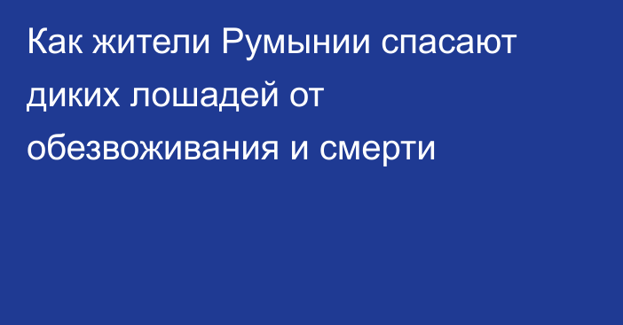 Как жители Румынии спасают диких лошадей от обезвоживания и смерти