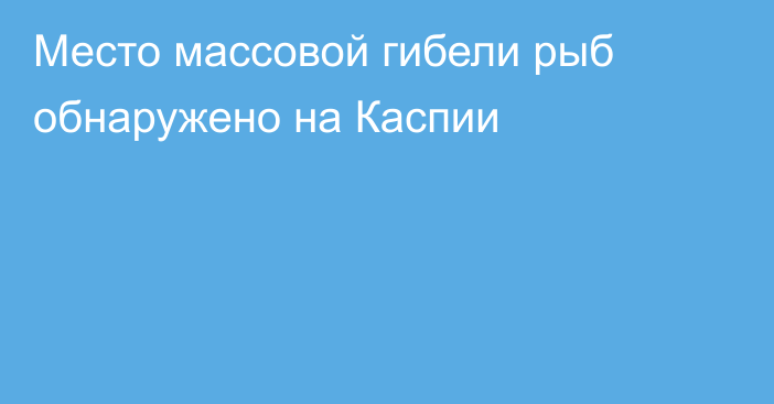 Место массовой гибели рыб обнаружено на Каспии