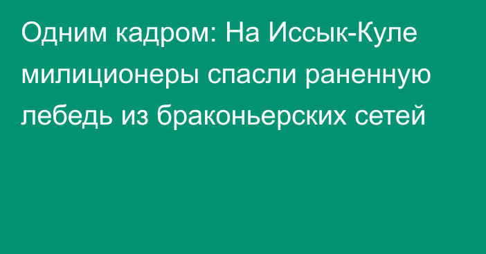 Одним кадром: На Иссык-Куле милиционеры спасли раненную лебедь из браконьерских сетей