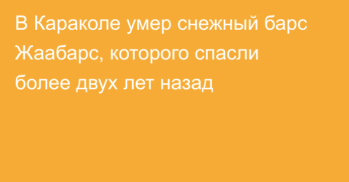 В Караколе умер снежный барс Жаабарс, которого спасли более двух лет назад