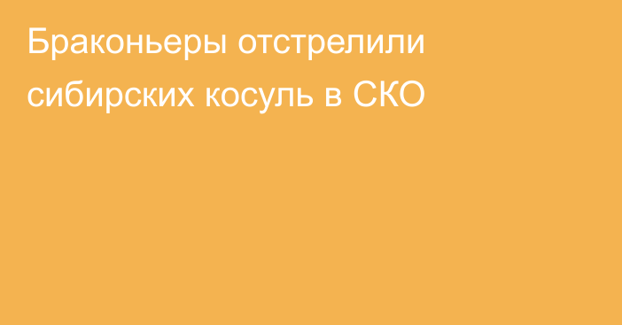 Браконьеры отстрелили сибирских косуль в СКО