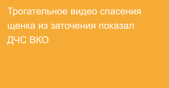 Трогательное видео спасения щенка из заточения показал ДЧС ВКО