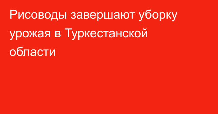 Рисоводы завершают уборку урожая в Туркестанской области