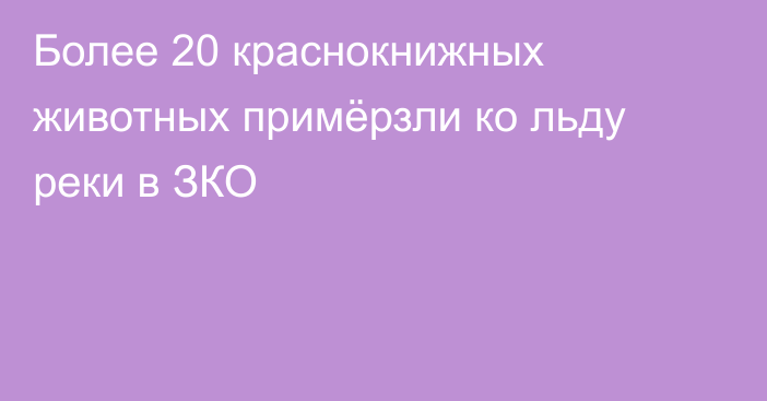 Более 20 краснокнижных животных примёрзли ко льду реки в ЗКО