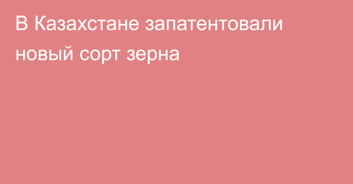 В Казахстане запатентовали новый сорт зерна