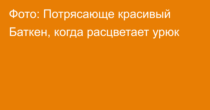 Фото: Потрясающе красивый Баткен, когда расцветает урюк