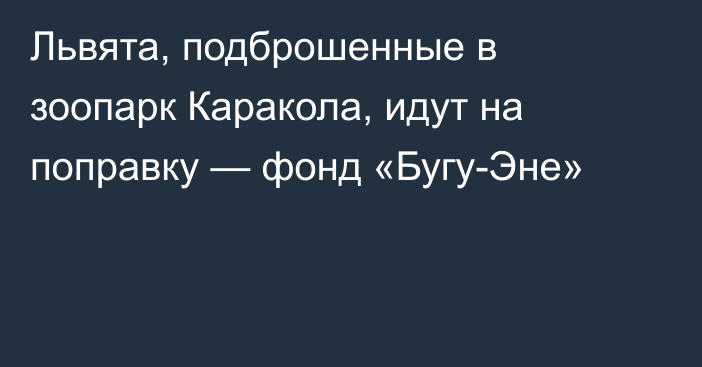 Львята, подброшенные в зоопарк Каракола, идут на поправку — фонд «Бугу-Эне»