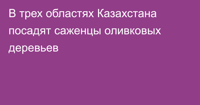 В трех областях Казахстана посадят саженцы оливковых деревьев