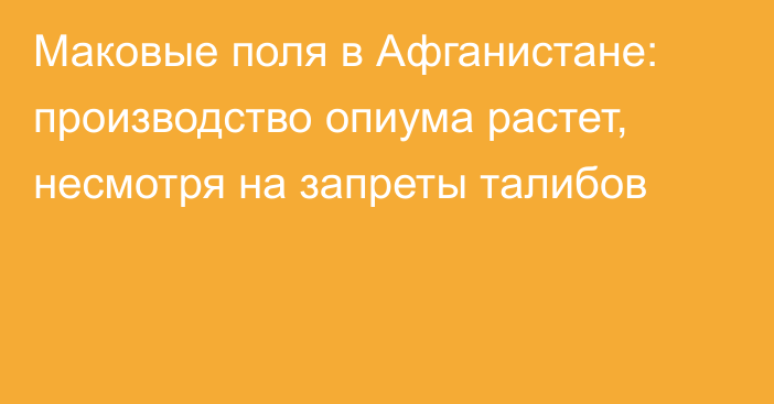 Маковые поля в Афганистане: производство опиума растет, несмотря на запреты талибов