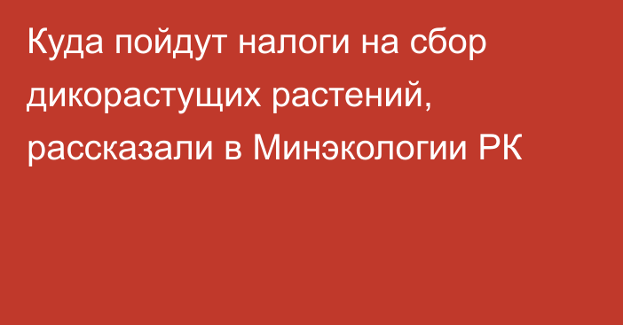 Куда пойдут налоги на сбор дикорастущих растений, рассказали в Минэкологии РК