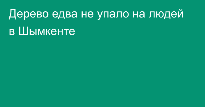 Дерево едва не упало на людей в Шымкенте