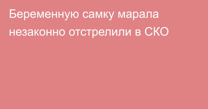 Беременную самку марала незаконно отстрелили в СКО