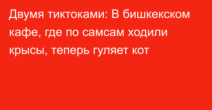 Двумя тиктоками: В бишкекском кафе, где по самсам ходили крысы, теперь гуляет кот