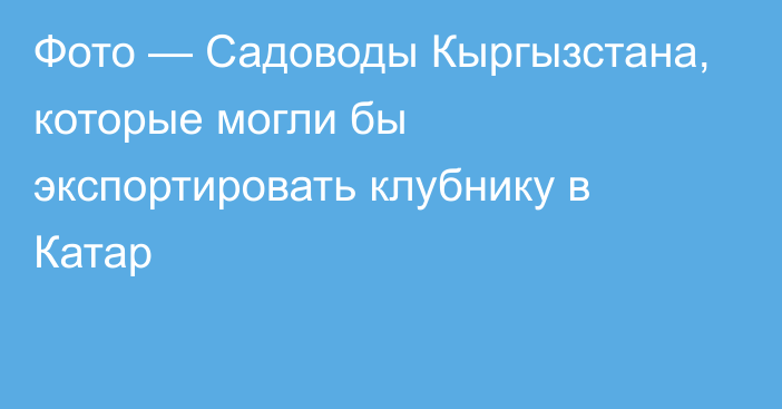 Фото — Садоводы Кыргызстана, которые могли бы экспортировать клубнику в Катар