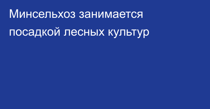 Минсельхоз занимается посадкой лесных культур