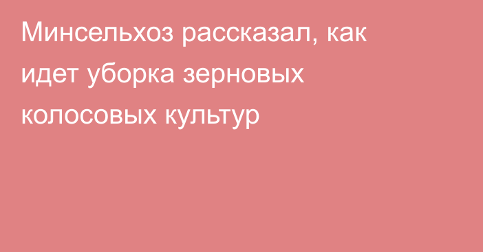 Минсельхоз рассказал, как идет уборка зерновых колосовых культур