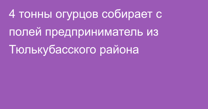 4 тонны огурцов собирает с полей предприниматель из Тюлькубасского района