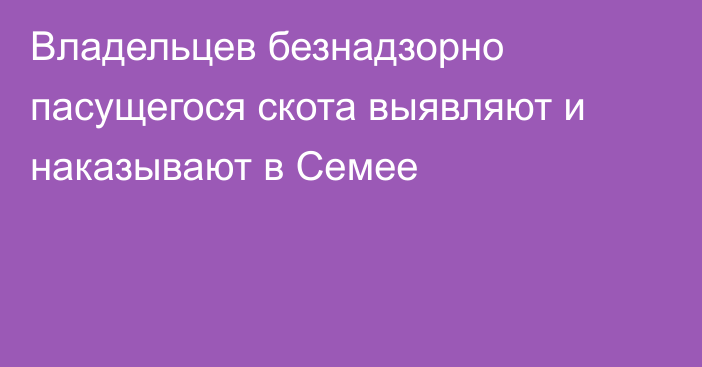 Владельцев безнадзорно пасущегося скота выявляют и наказывают в Семее