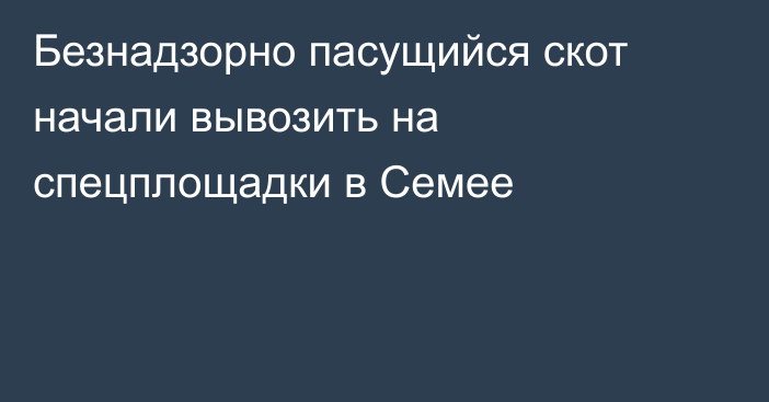 Безнадзорно пасущийся скот начали вывозить на спецплощадки в Семее