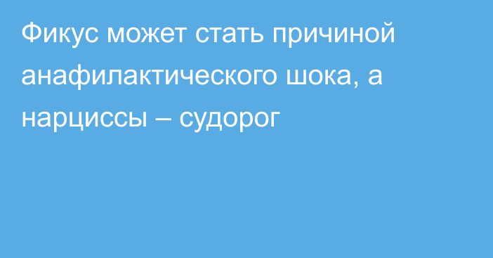 Фикус может стать причиной анафилактического шока, а нарциссы – судорог